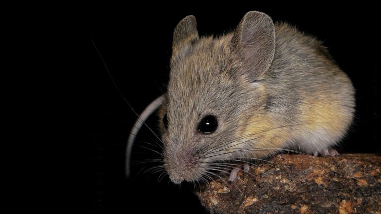 Summit living isn’t a problem for this tiny mouse