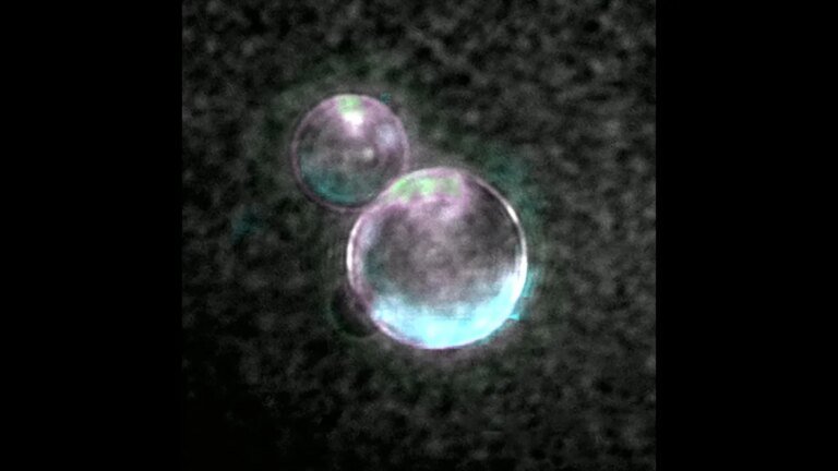 No, the ‘first synthetic life’ isn’t alive