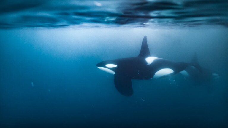 Watch an orca ram into a sunfish so hard it explodes