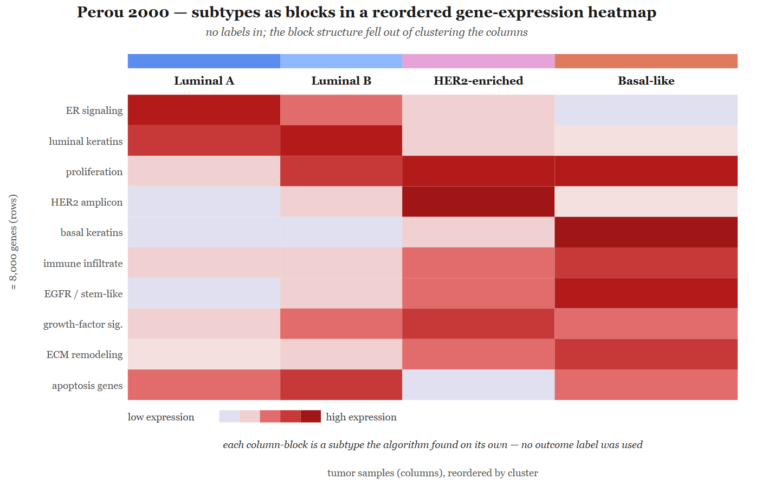 Discovering the disease you thought you knew — how clustering rewrote breast cancer