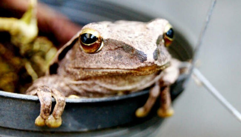 Looks like JFrog’s 0-days let OpenAI’s models hack Hugging Face