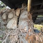 Things seen this week during structural assessments!