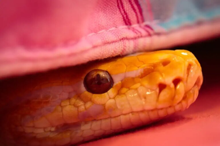 Soothe your Python frustrations the smart way
