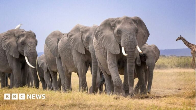 Amboseli elephant deaths: Kenya Wildlife Service launches urgent inquiry after 14 carcasses found