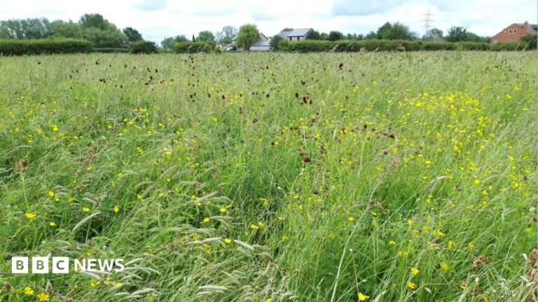 Rare Earls Barton floodplain meadow given to wildlife trust