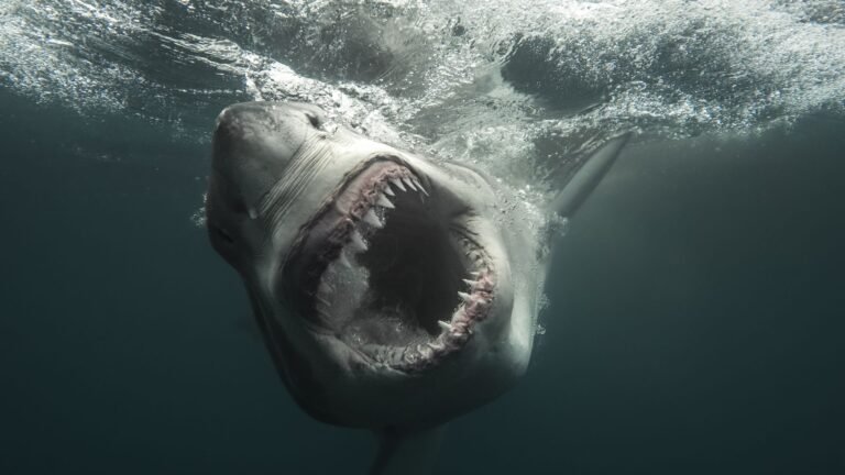 How to watch ‘Shark Week’ 2026 — schedule, dates & episodes