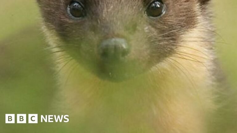 Pine marten babies born on Exmoor for first time in 100 years