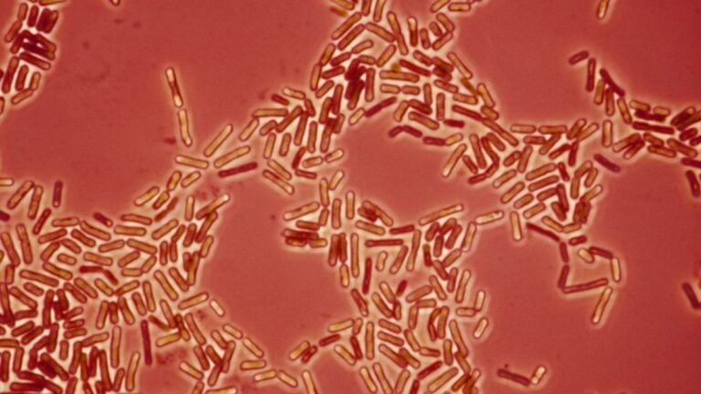 Drug-Resistant Bacteria May Be Jumping Between Pets And Humans, Scientists Warn : ScienceAlert