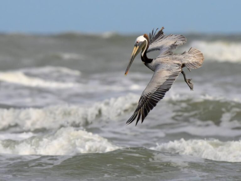 MIT researchers study avian mechanics to build robot that can dive, swim and fly
