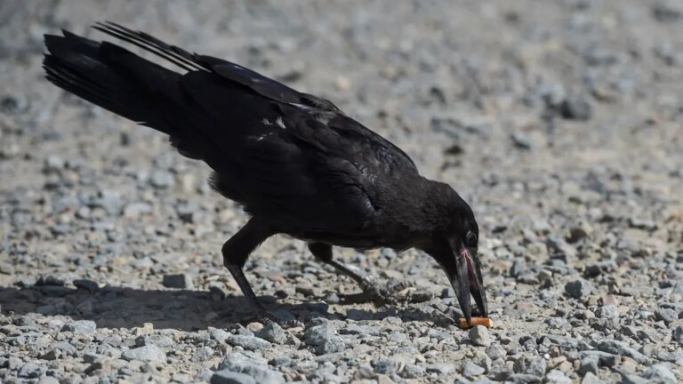 No, crows aren’t cleaning up cigarette butts in Sweden