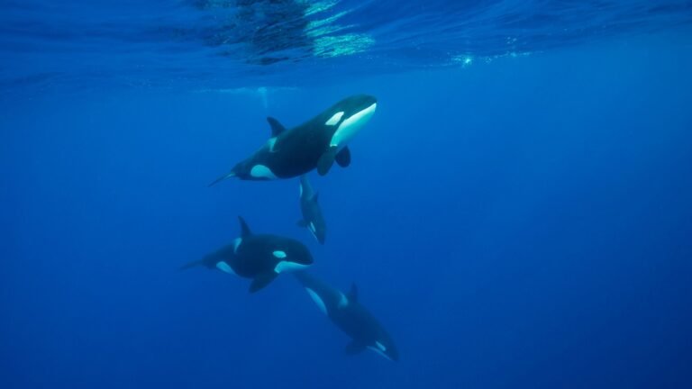‘Oh my god!’ A diver watches an orca ram a sunfish so hard it explodes