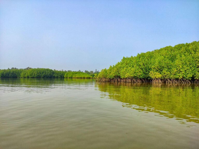 David Hastings, PhD, Sheds Light on Nature-Based Solutions to Climate Change