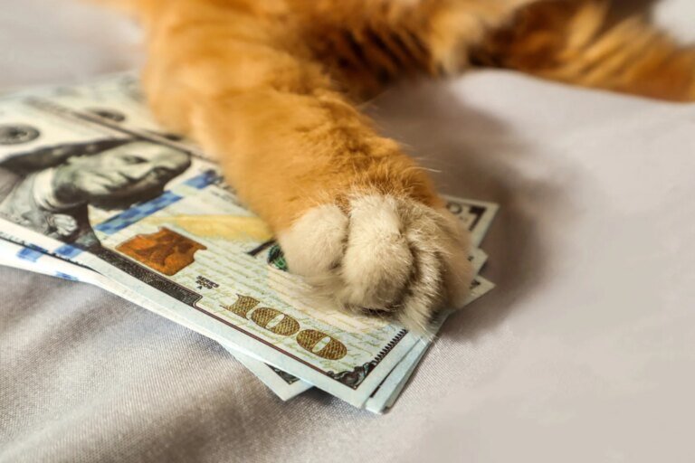 Could Top-Profit Cashcat (CASHCAT) Whale Be an Insider? 90% of His Sales Had Perfect Timing