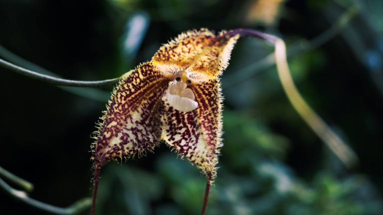 The ‘Dracula’ Orchid That Wildlife Traders Just Won’t Leave Alone : ScienceAlert