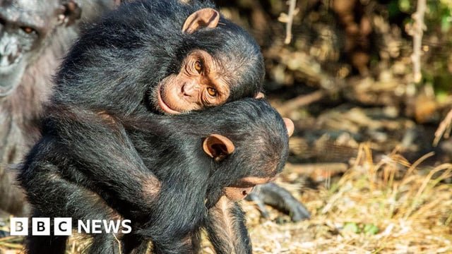 Great Apes kiss and cuddle to keep the peace, says study – Touching, embracing and kissing before stressful events may be an ancient way of building trust, according to scientists studying the behaviour of our closest ape relatives.