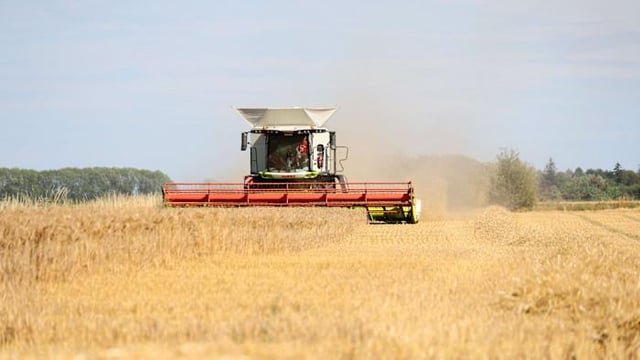 Heatwave wiped €2bn from the €45bn value of European grain crops, analysis estimates