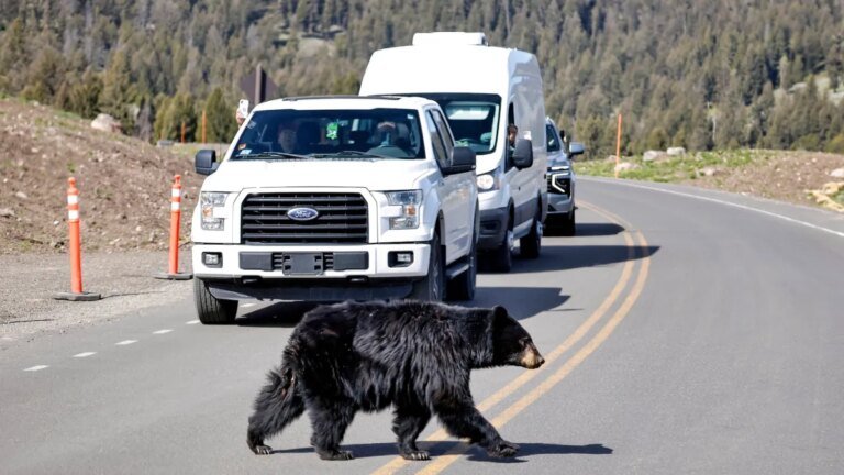 July is Yellowstone National Park’s deadliest month