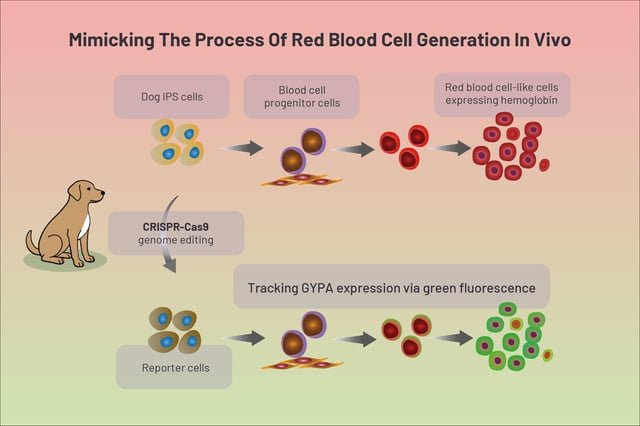 Generating red blood cell-like cells from canine induced pluripotent stem cells