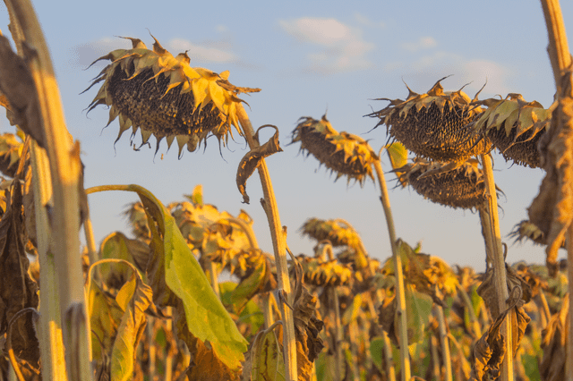 Plants are heating up faster than the air around them – and climate models are missing it