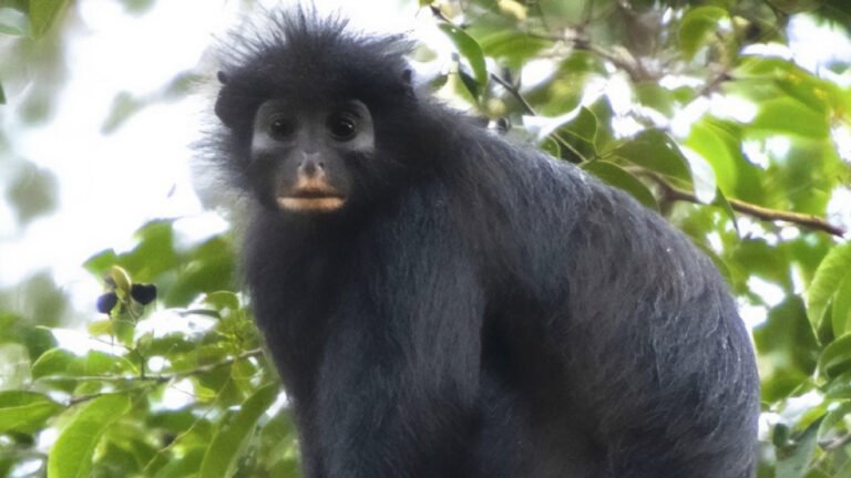 An Entirely New Monkey Species Has Been Hiding in The Congo Rainforest : ScienceAlert