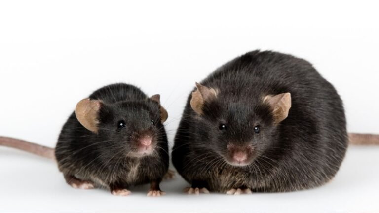 One Diet Helped Aging Mice Lose Fat While Preserving Muscle : ScienceAlert