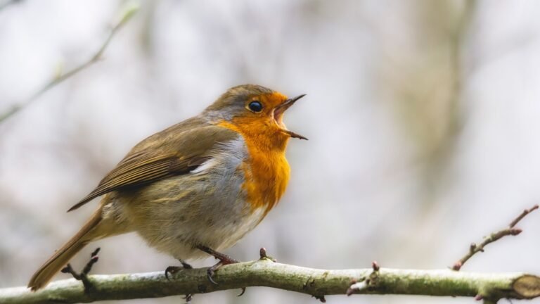 Songbirds are in crisis as trappers and smugglers force them into lucrative bird-singing competitions