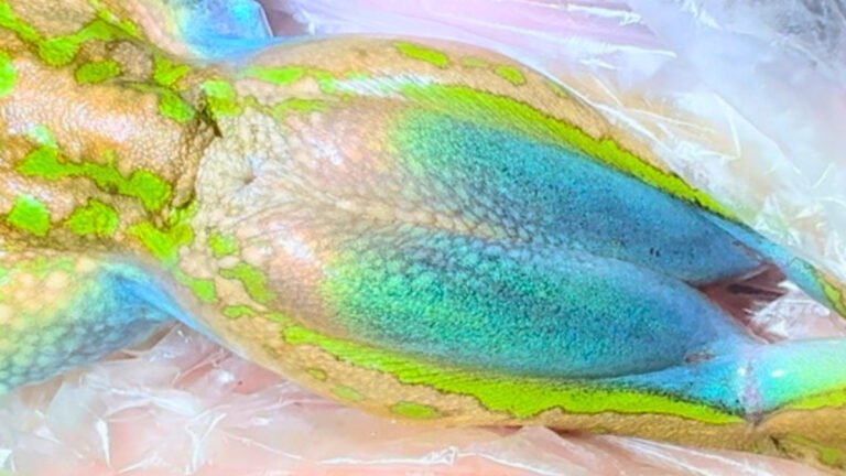 Endangered Australian Frog Shimmers Like an Opal (in an Unusual Place) : ScienceAlert