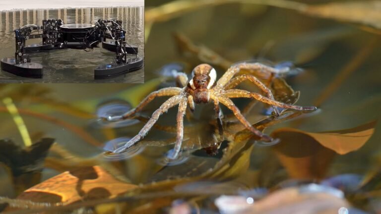 Spider-inspired robot boat could help rescue people from water