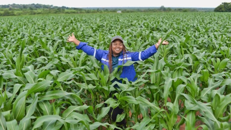 Better seed technology strengthens SA’s grain future