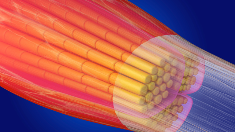 Scientists may have found a way to preserve muscle into old age