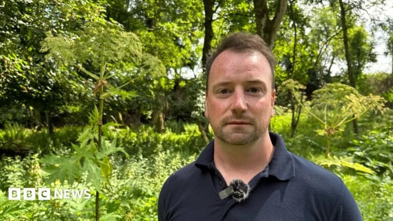 Giant hogweed: On the frontline fighting ‘UK’s most dangerous plant’