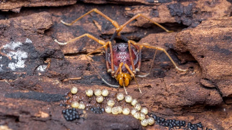 Spider-like creatures help uncover the surprising origins of fatherhood