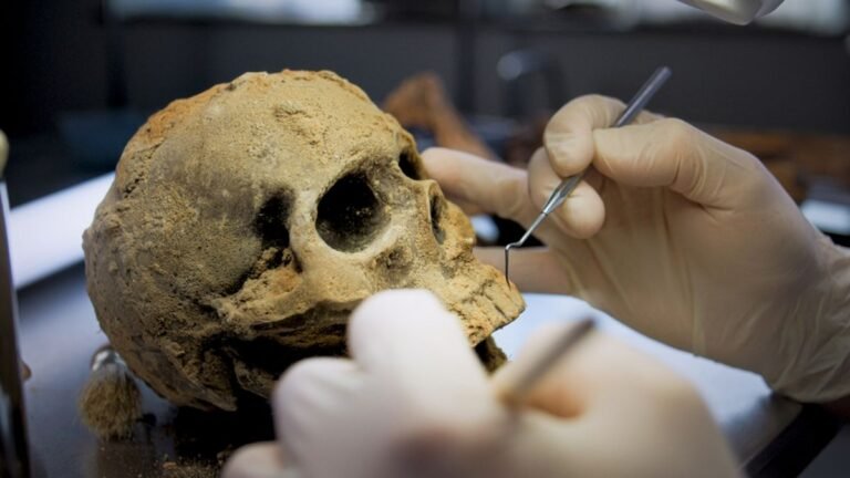 A Young Person’s 200,000-Year-Old Skull Fragment Suggests Diverse Human Populations in Ancient Spain