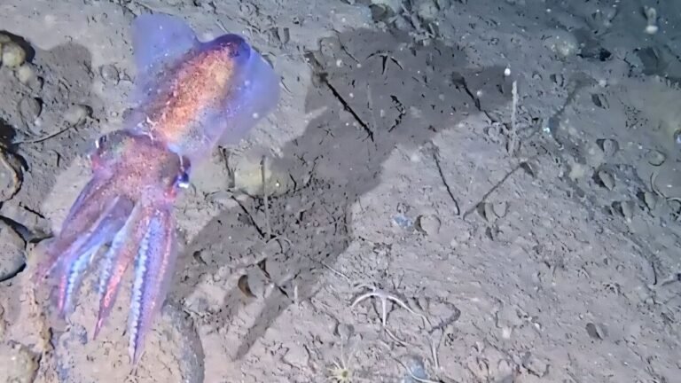 Rare Arctic Bobtail Squid Filmed With Eggs in Remote Greenland Waters for the First Time