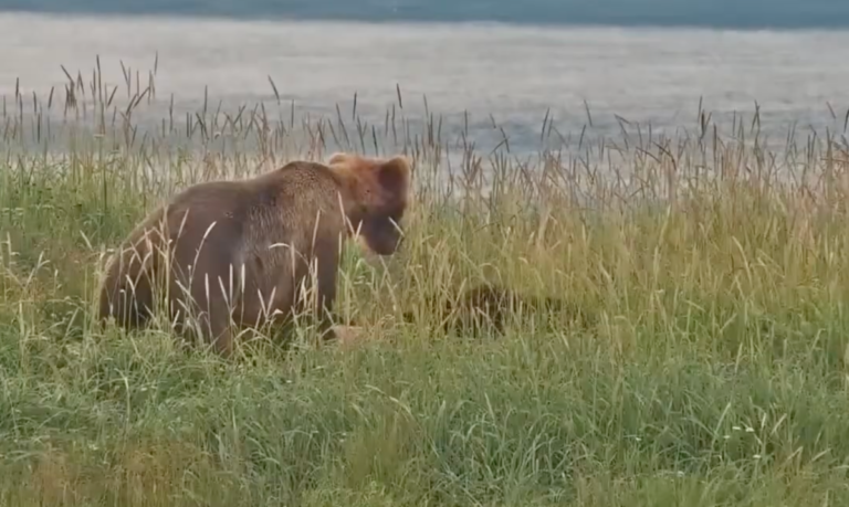 Mother brown bear kills cub on Katmai Bear Cam