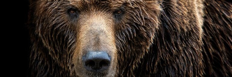 Russian APT Laundry Bear perfects zero-click phishing attack