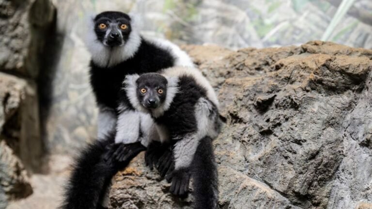 Tiny Black-and-White Ruffed Lemur Twins Born at Central Park Zoo Represent a Conservation Win for a Species in Decline