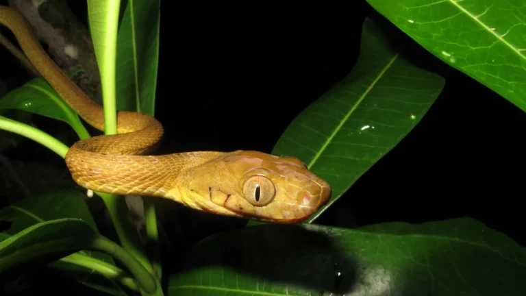 Hidden genetic diversity helped inbred brown tree snakes conquer guam