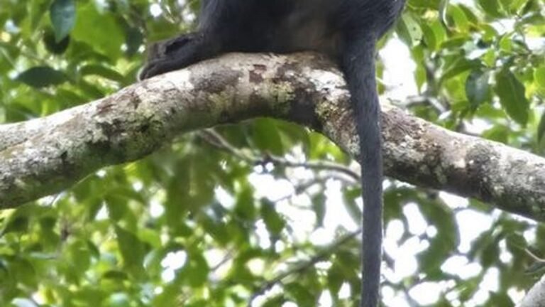 A New Orange-Faced Monkey Was Discovered Deep in the Congo — and It May Already Be Endangered