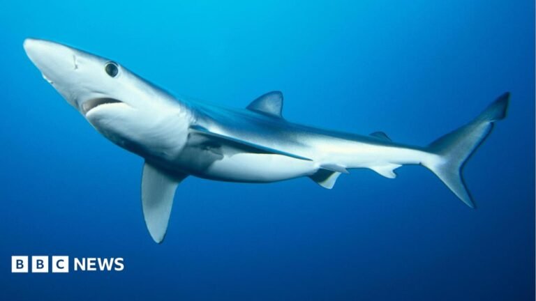 Shark scientists gets £1m to help protect them