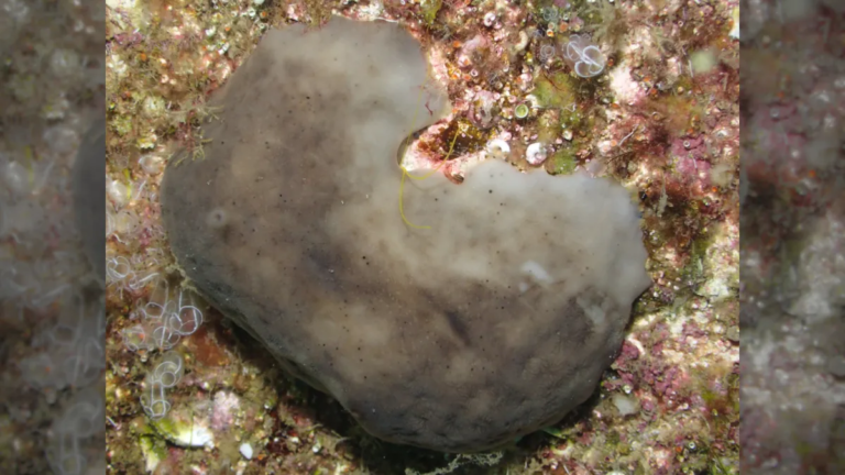 Blobby chicken kidney sponges clean dirty water surprisingly well