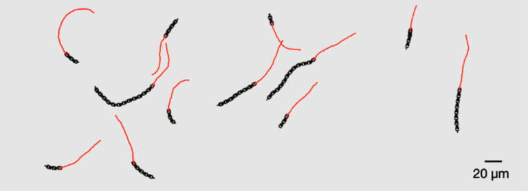 Developing active and flexible microrobots