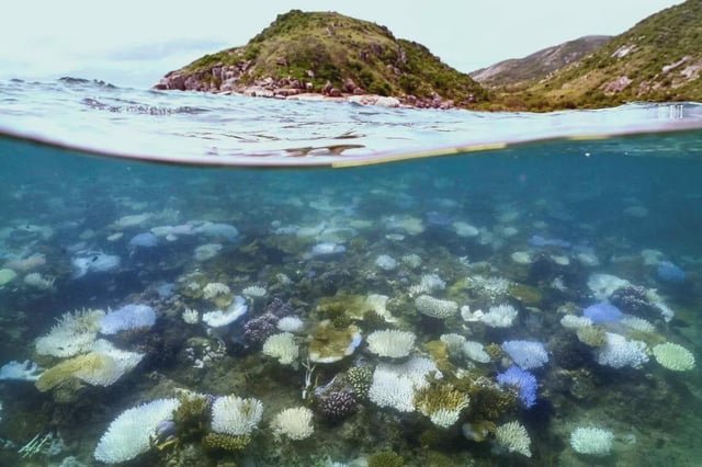 Great Barrier Reef at risk of ‘collapse’, scientists warn