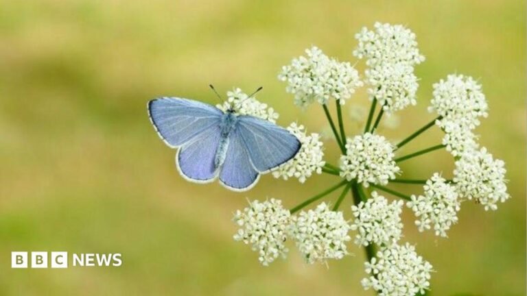 Britain set for butterfly boom after hot spring says Devon expert