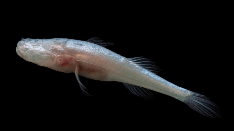 A New Eyeless “Demon” Cavefish Species Lurked Undetected in an Alabama Cave for Decades