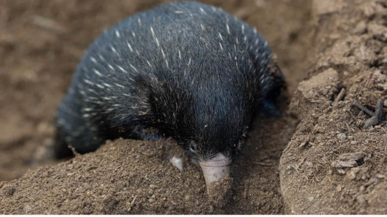 Echidna ‘puggles’ weigh less than a mini marshmallow