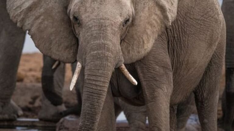 Elephants May Hear Ground Vibrations Through Their Bones, Helping Them to Communicate Over 6 Miles