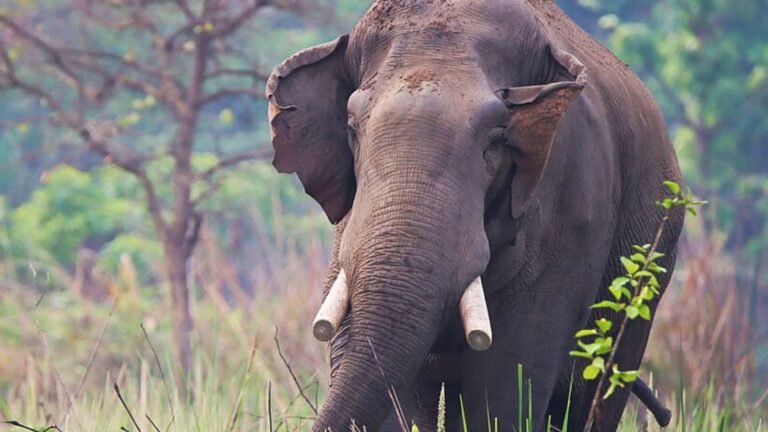 Infamous elephant blamed for 25 deaths stalks and kills four members of same family over 14 years