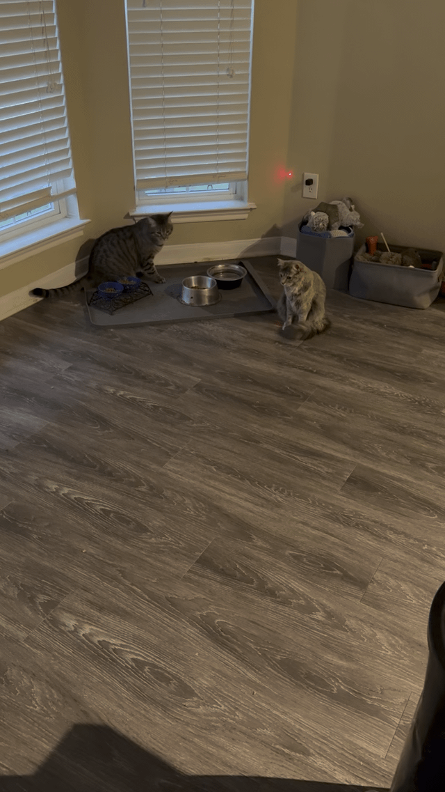 Finally made one for my cats