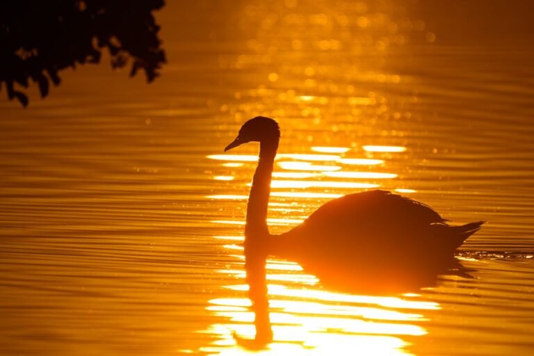 ‘Stupid Hot’: Heat Waves Muddle the Minds of Animals and Humans as Confusion and Aggression Seem to Rise With the Temperature